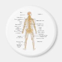 Diagram of the Human Body's Nervous System Fridge Magnets