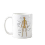 Diagram of the Human Body's Nervous System mugs