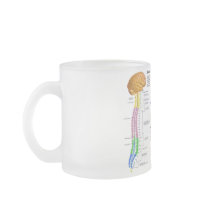Diagram of the Human Vertebral Column Mugs