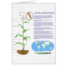 Diagram of the Maize Corn Plant Card