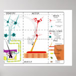 Diagram of the Organisation of the Nervous System Print