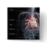 Diagram of the respiratory system and the heart buttons