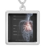 Diagram of the respiratory system and the heart necklaces