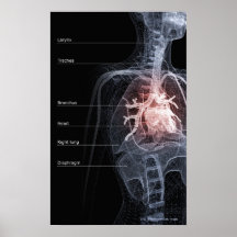 Diagram of the respiratory system and the heart posters