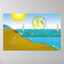 Diagram of the Water Eutrophication Process Print