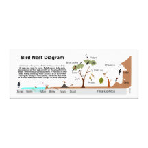 Diagram of Various Bird Nests Gallery Wrap Canvas