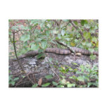 Diamond-back Watersnake on Log postcards