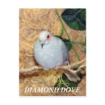 DIAMOND DOVE POSTCARD