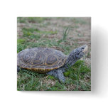 diamondback terrapin turtle pinback button