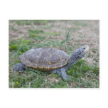 diamondback terrapin turtle postcard