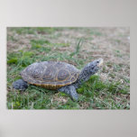 diamondback terrapin turtle poster print