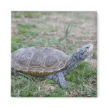diamondback terrapin turtle refrigerator magnet