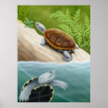 Diamondback Terrapin Turtles Poster posters