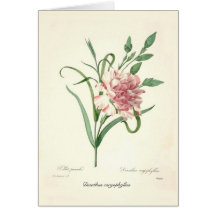 Dianthus caryophyllus greeting cards
