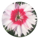 Dianthus Flower Decorative Sticker Seal stickers