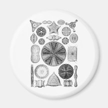 Diatoms Fridge Magnet