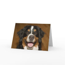 Diba smiles cards