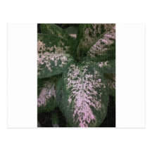 Dieffenbachia Mosaic Postcards