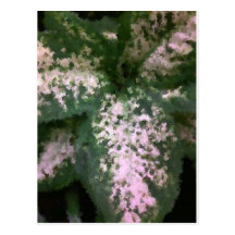 Dieffenbachia Post Cards