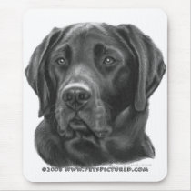 Diesel, Black Labrador Retriever