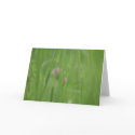 diffuse cards