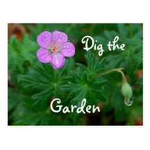 Dig the Garden Cranesbill Postcard