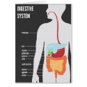 Digestive System cards