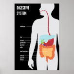 Digestive System posters