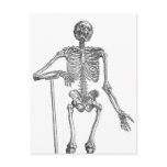 Digging Skeleton Illustration postcards