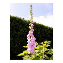 Digitalis purpurea (Common Foxglove) Post Cards