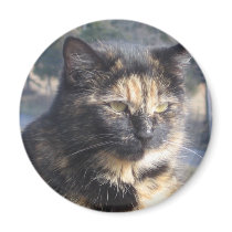 Dignified Cat