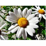 Dill Daisy White photo sculptures