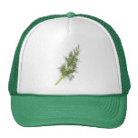 Dill weed hats