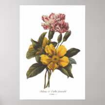 Dillenia and Carnation Poster