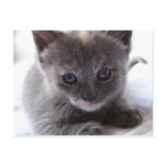 Dilute Tortoiseshell Kitten postcards
