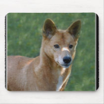 dingo_10x10