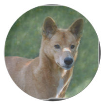 dingo_10x10 plate