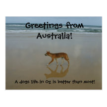 Dingo postcard