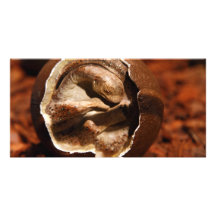 Dinosaur egg with embryo photo card