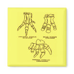 Dinosaur Foot Bones magnets