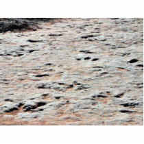 Dinosaur Tracks Photo Cutouts