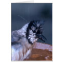 Dirty Bird cards