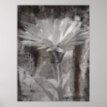 Dirty Daisy posters