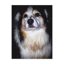 Dirty Digger Doggie