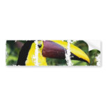 Dirty Photo Bumper Sticker bumper stickers