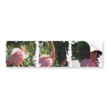 Dirty Photo Bumper Sticker bumper stickers