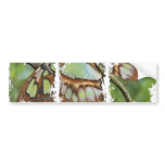 Dirty Photo Bumper Sticker bumper stickers