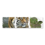 Dirty Photo Bumper Sticker bumper stickers