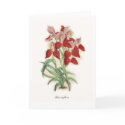 Disa uniflora cards