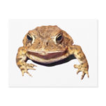 Disapproving Toad postcards
